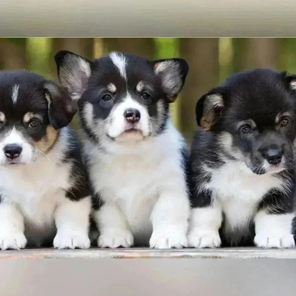 🆕BCBG MAXAZRIA black terry track  pants - Picture 10 of 13